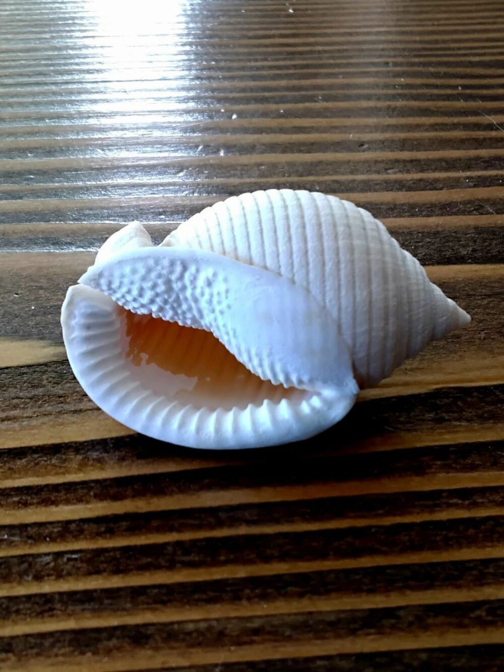 Scotch Bonnet Seashell Beach Coastal Decor Collectible